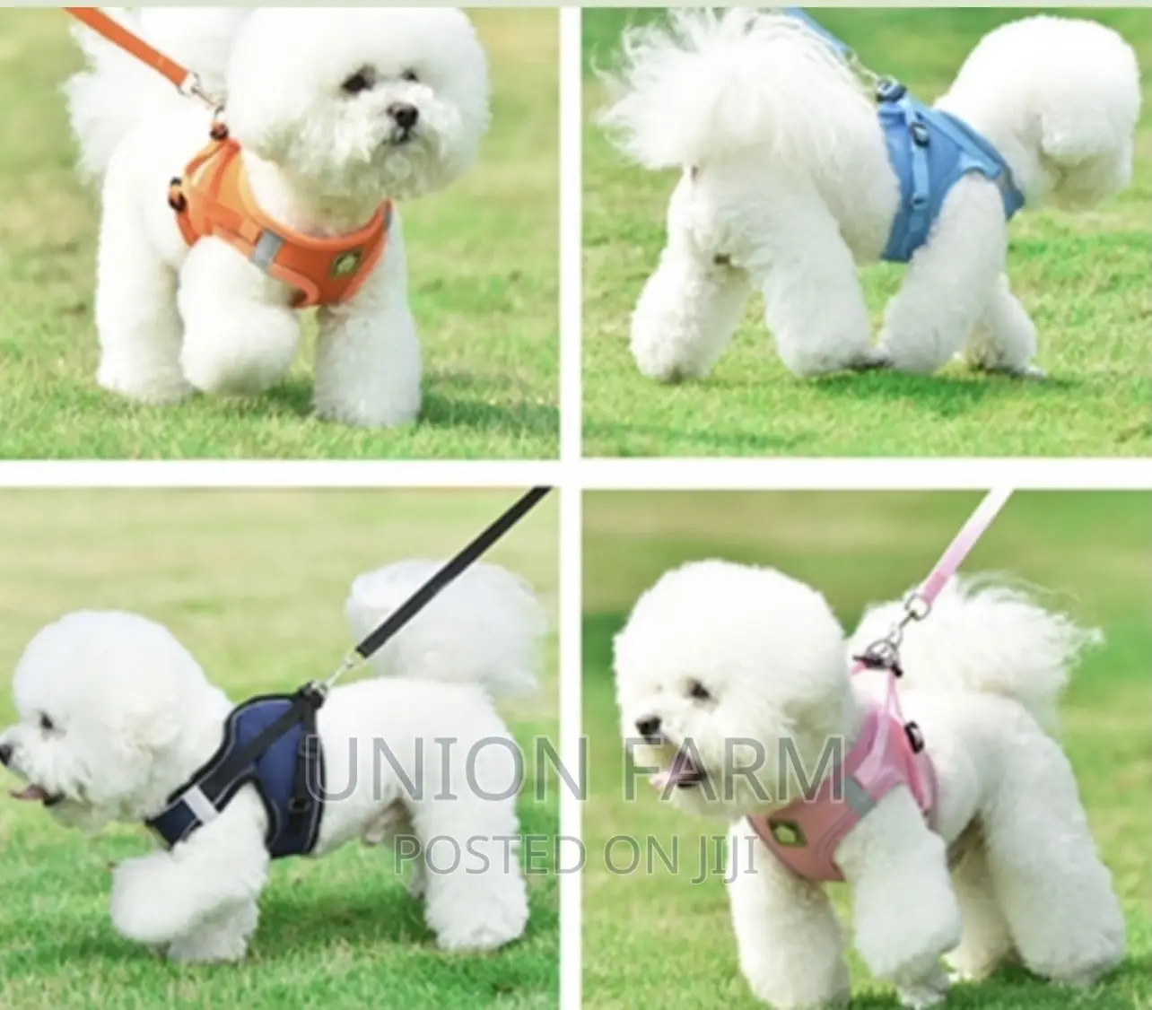 Harness and Leash