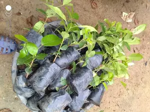 Mahogany Seedlings