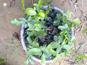 Mahogany Seedlings
