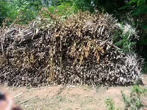 Improved Cassava Stems