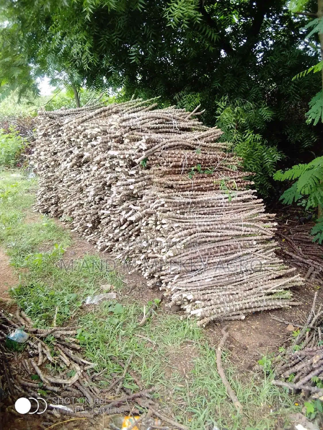 Improved Cassava Stems