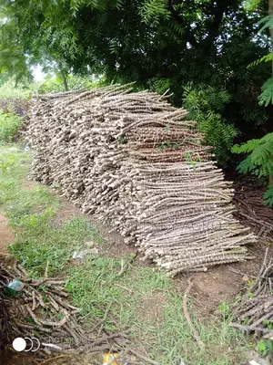 Improved Cassava Stems
