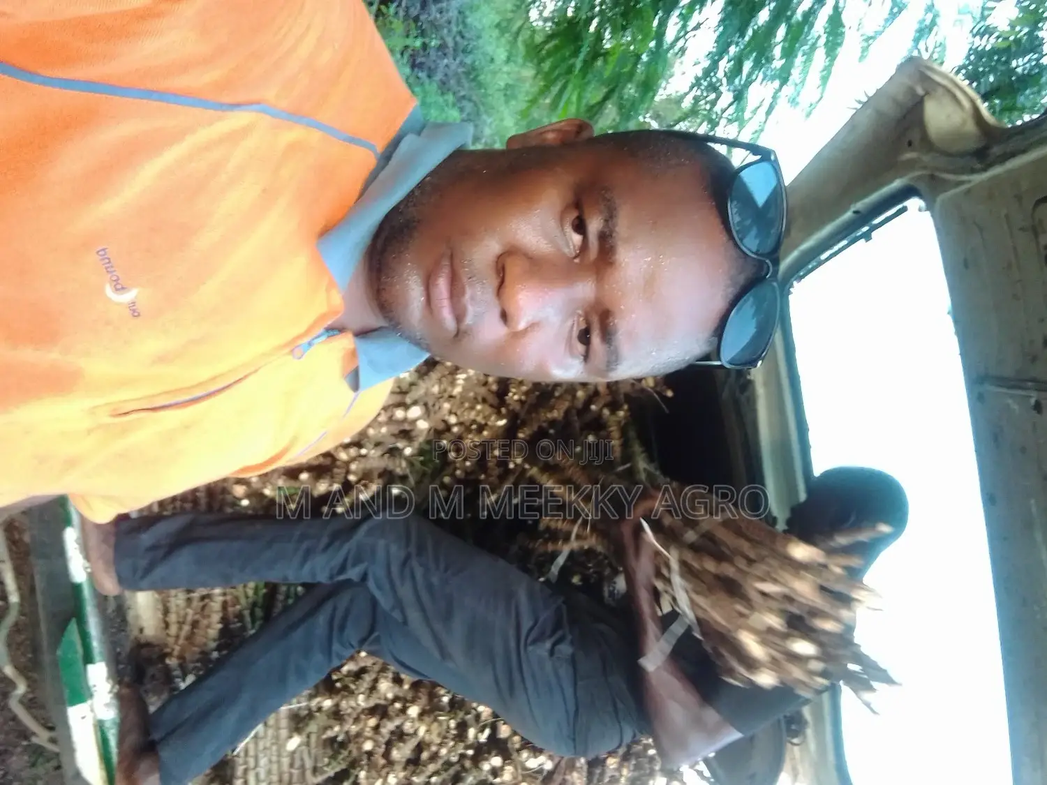Improved Cassava Stems