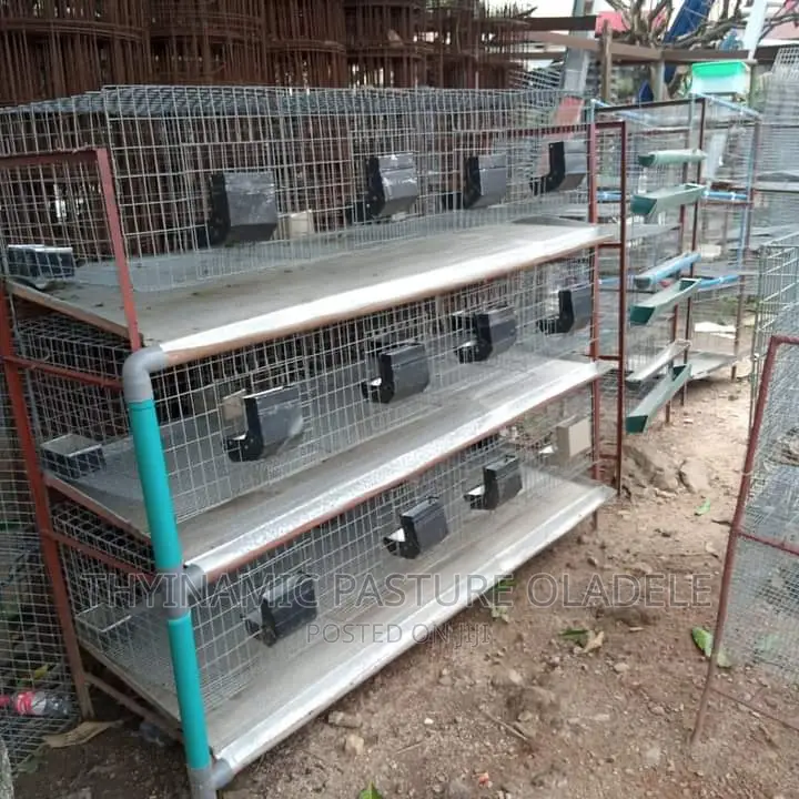 Rabbits Cage