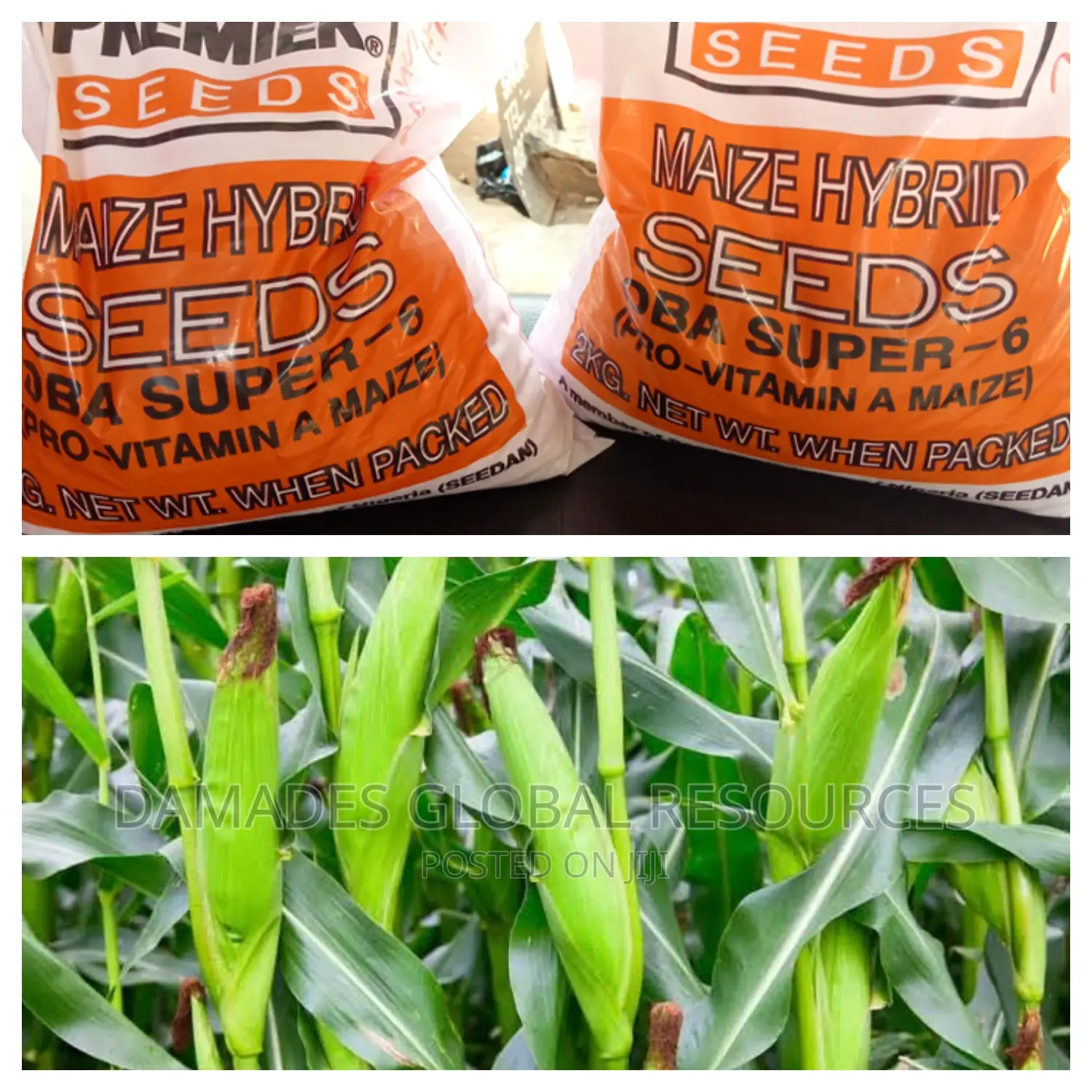 Hybrid Maize Seeds