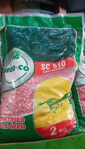 Hybrid Maize Seeds