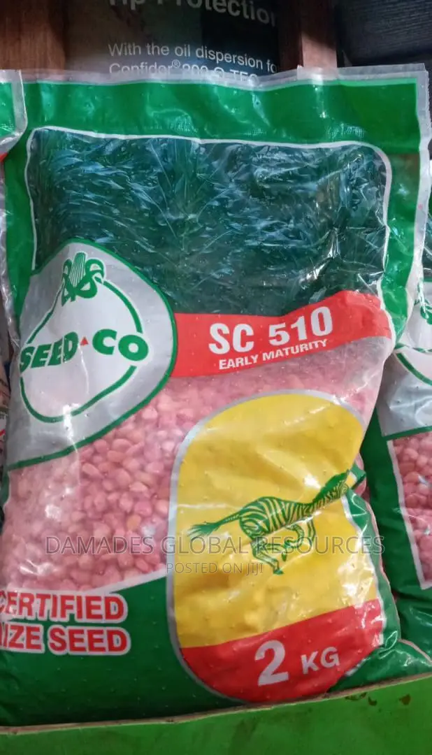 Hybrid Maize Seeds