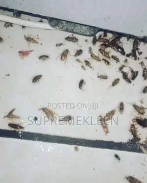 General House Cleaning and Fumigation Service
