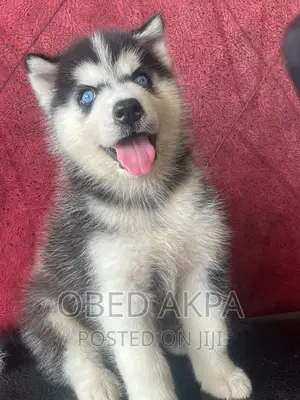 1-3 months Male Purebred Siberian Husky