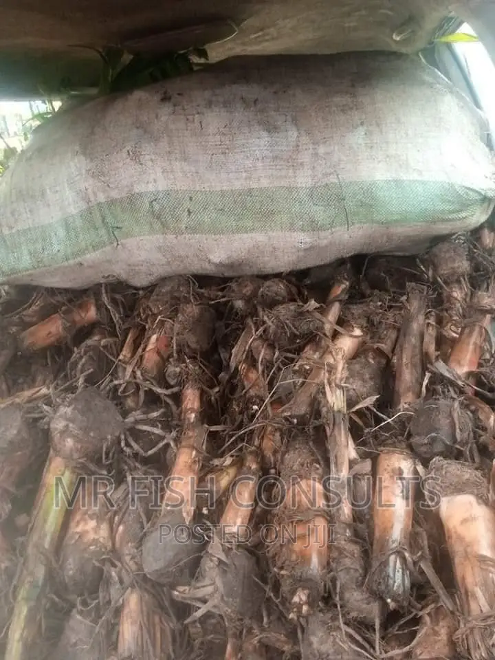 Plantain Sucker