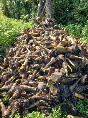 Plantain Sucker