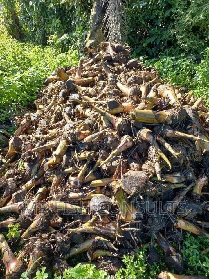 Plantain Sucker