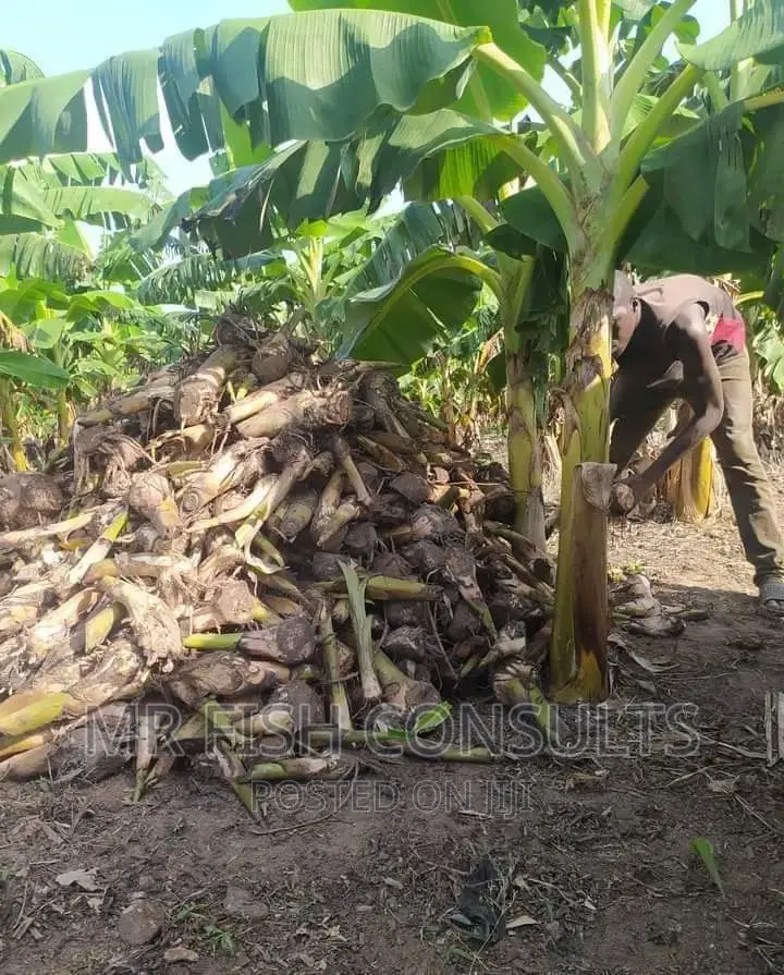 Plantain Sucker