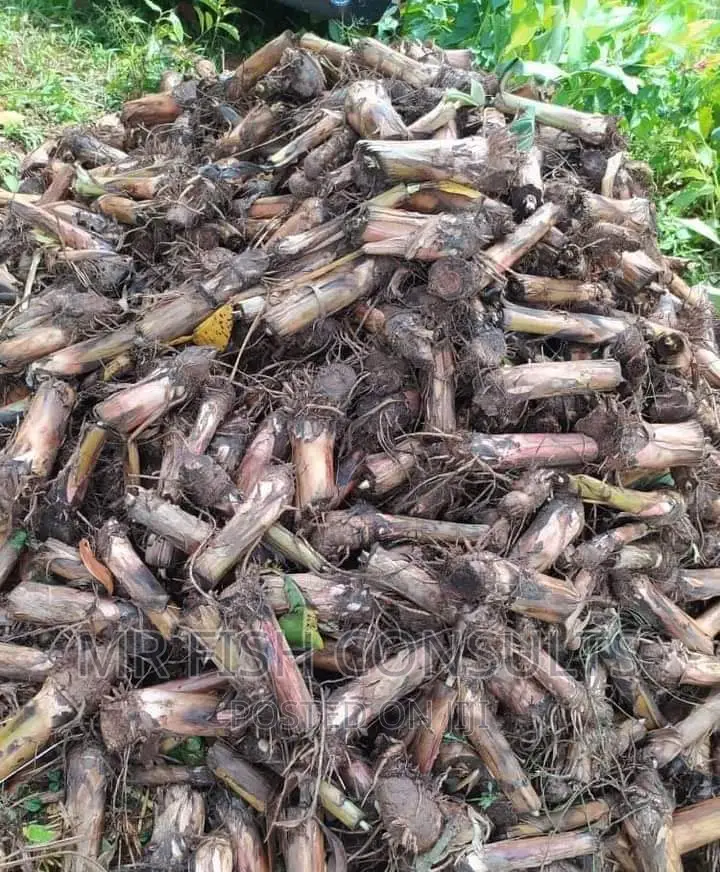 Plantain Sucker
