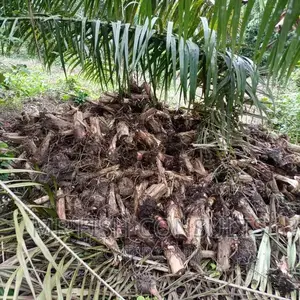 Plantain Sucker