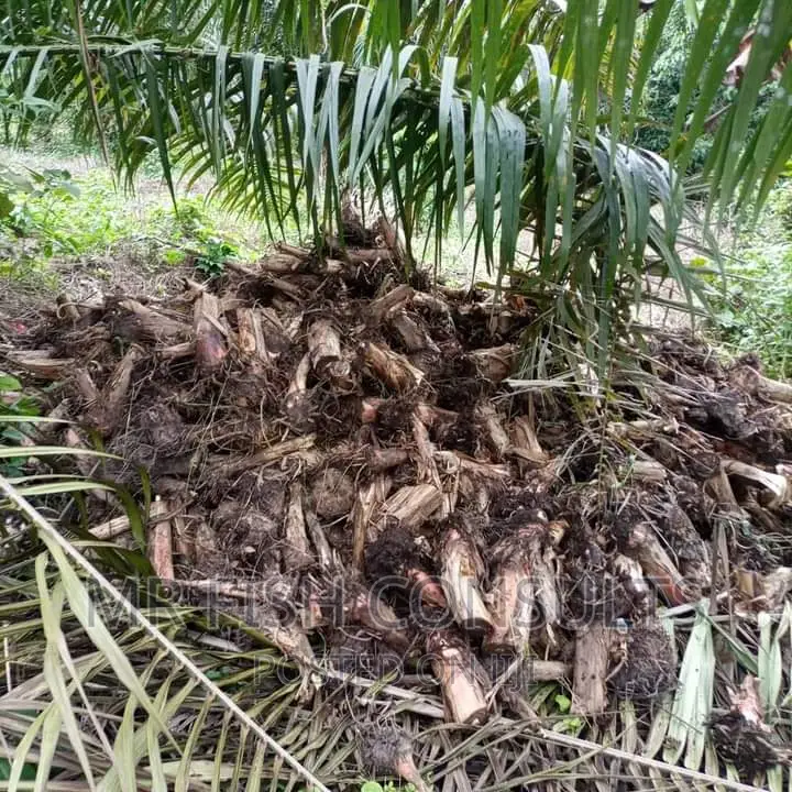 Plantain Sucker