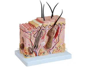 Human Skin Organ Anatomy Model