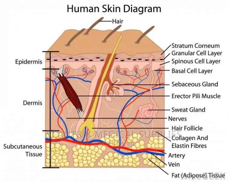Skin Structure Anatomical Model