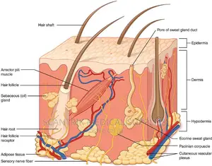 Human Skin Tissue Organ Anatomy Model