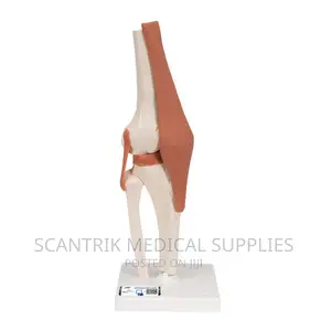 Human Knee Joint Model With Ligaments