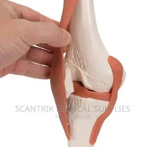 Scantrik Knee Joint-for Medical Education Model
