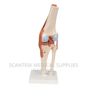 Model Human Knee Joint Muscles