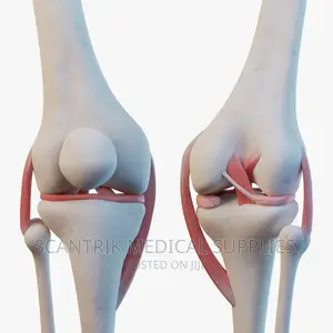 Model, Human Anatomy Normal Muscled