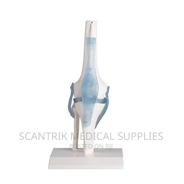 Basic Knee Joint Model