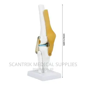 Knee Joint Anatomical Model