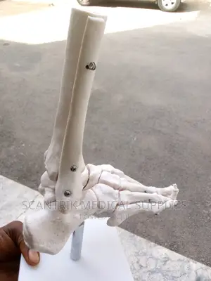 Structure Model With Ligaments Foot Joint