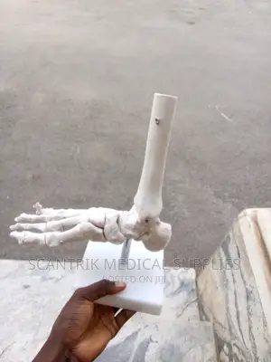 Human Foot Ankle Bone Skeleton