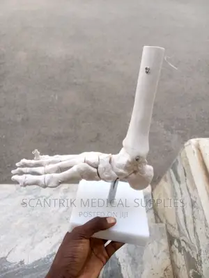 Scantrik Structure Model With Ligaments Foot Joint