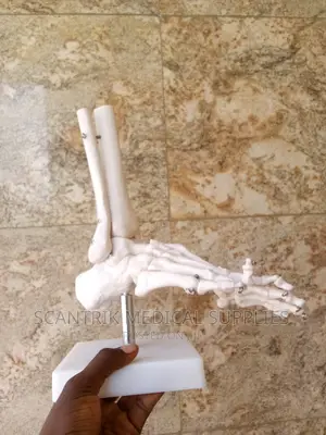 Foot Human Foot Ankle Bone Skeleton
