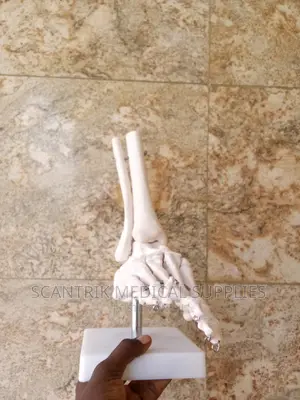 Life Size Foot Joint With Ligaments Models