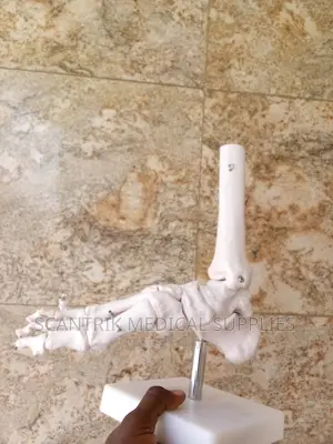 Scantrik Functional Model of the Joints of the Foot