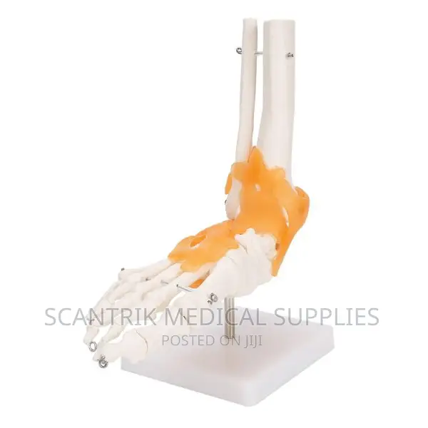 Foot and Ankle Joint Model
