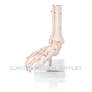 Ligament Foot Ankle Joint Anatomical Model