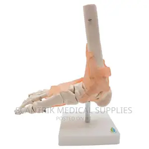 Foot Model Anatomical Foot Joint Model
