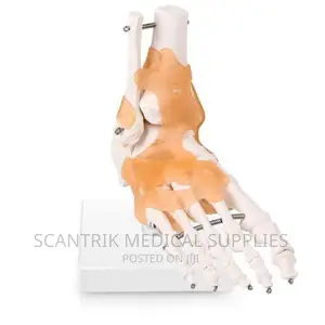Foot Joint Model With Ligaments