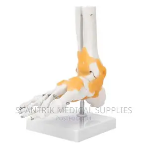 Foot Joint Model With Ligaments
