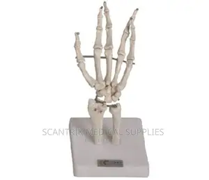 Articulated Hands Skeleton
