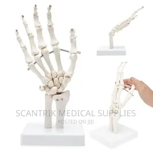 Scantrik Hand Joint Model Palm Bone Anatomical