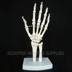 Life Size Skeletal Hand Model