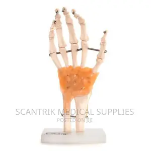 Hand Joint Ligament Model