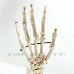 Life Size Hand Joint Model