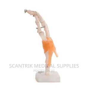 Functional Model of the Hand and Finger Joints