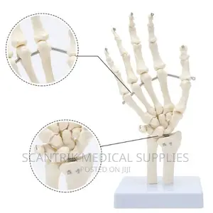 Life Size Hand Joint Model Medical Supplies