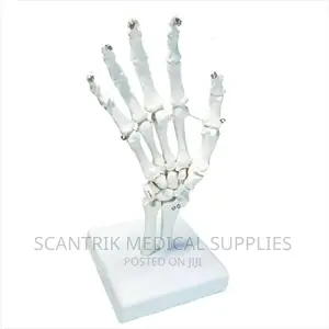Scantrik Functional Model of the Hand and Finger Joints