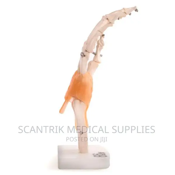 Hand Joint Model
