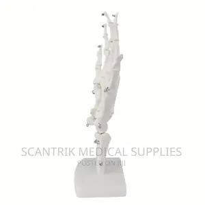 Scantrik Medical Supplies Hand Joint Model